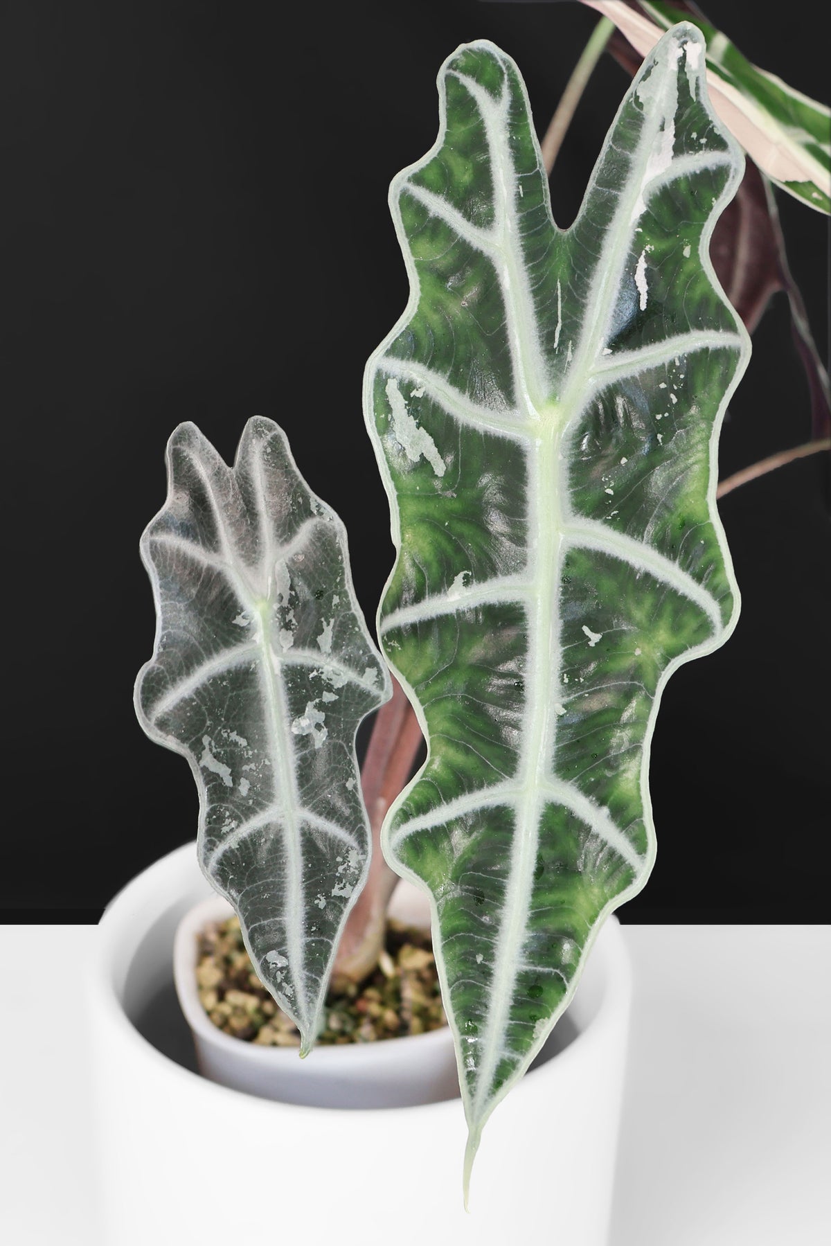 Alocasia Amazonica Pink (Corm-Grown)