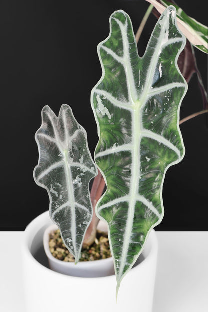 Alocasia Amazonica Pink (Corm-Grown)