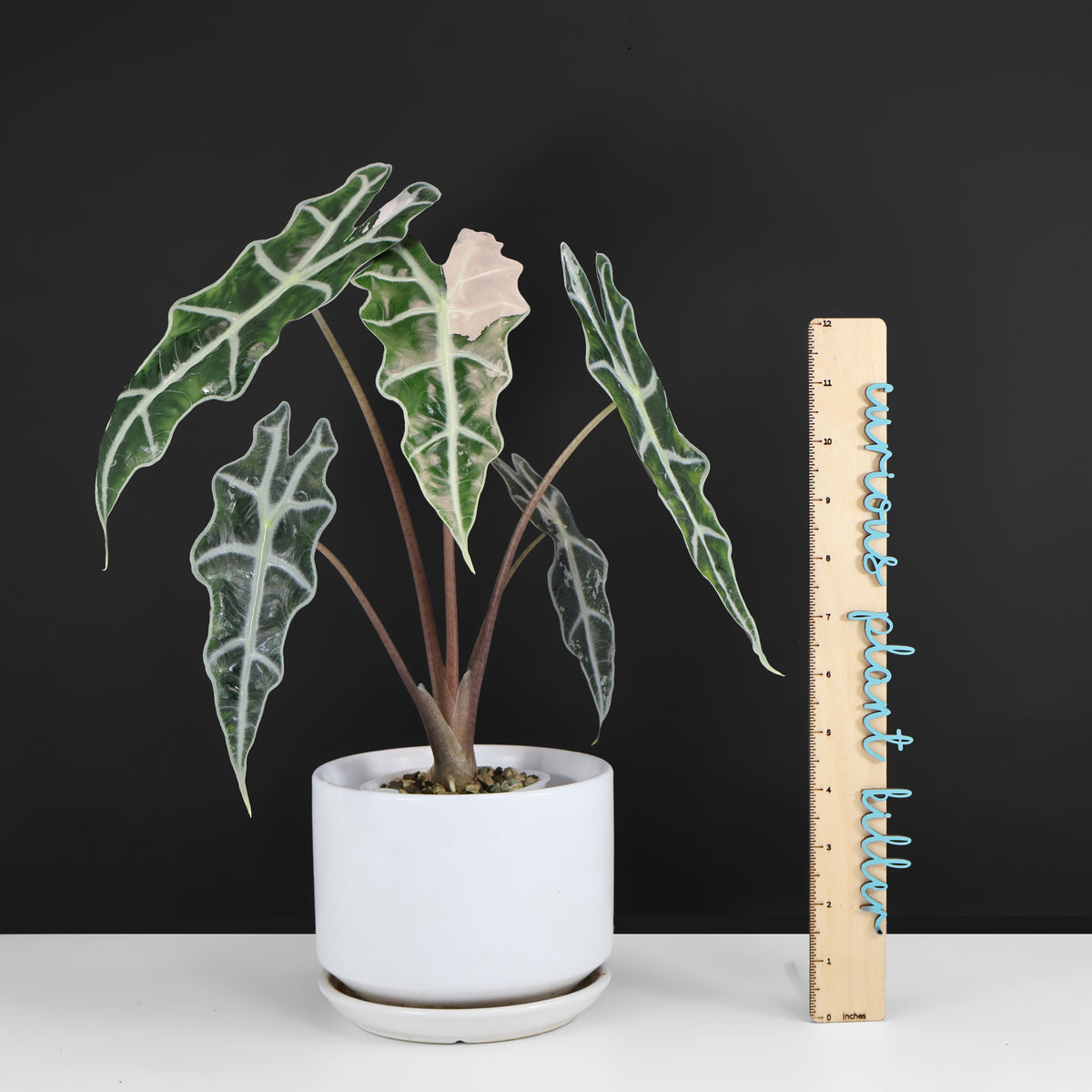 Alocasia Amazonica Pink (Corm-Grown)