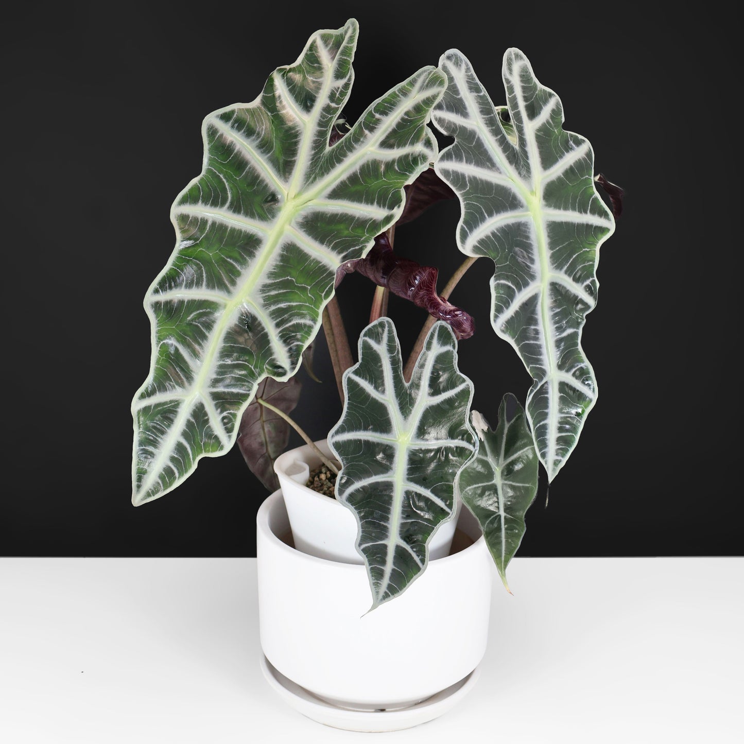 Alocasia Amazonica Pink (REVERTED)