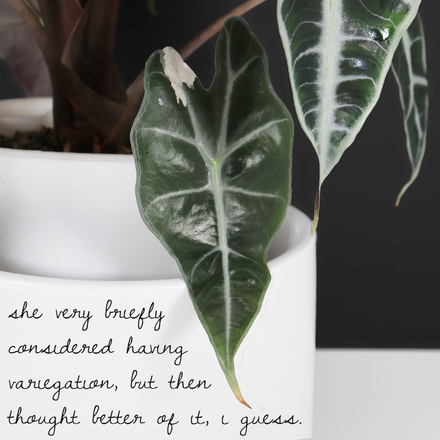 Alocasia Amazonica Pink (REVERTED)