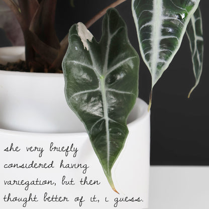 Alocasia Amazonica Pink (REVERTED)