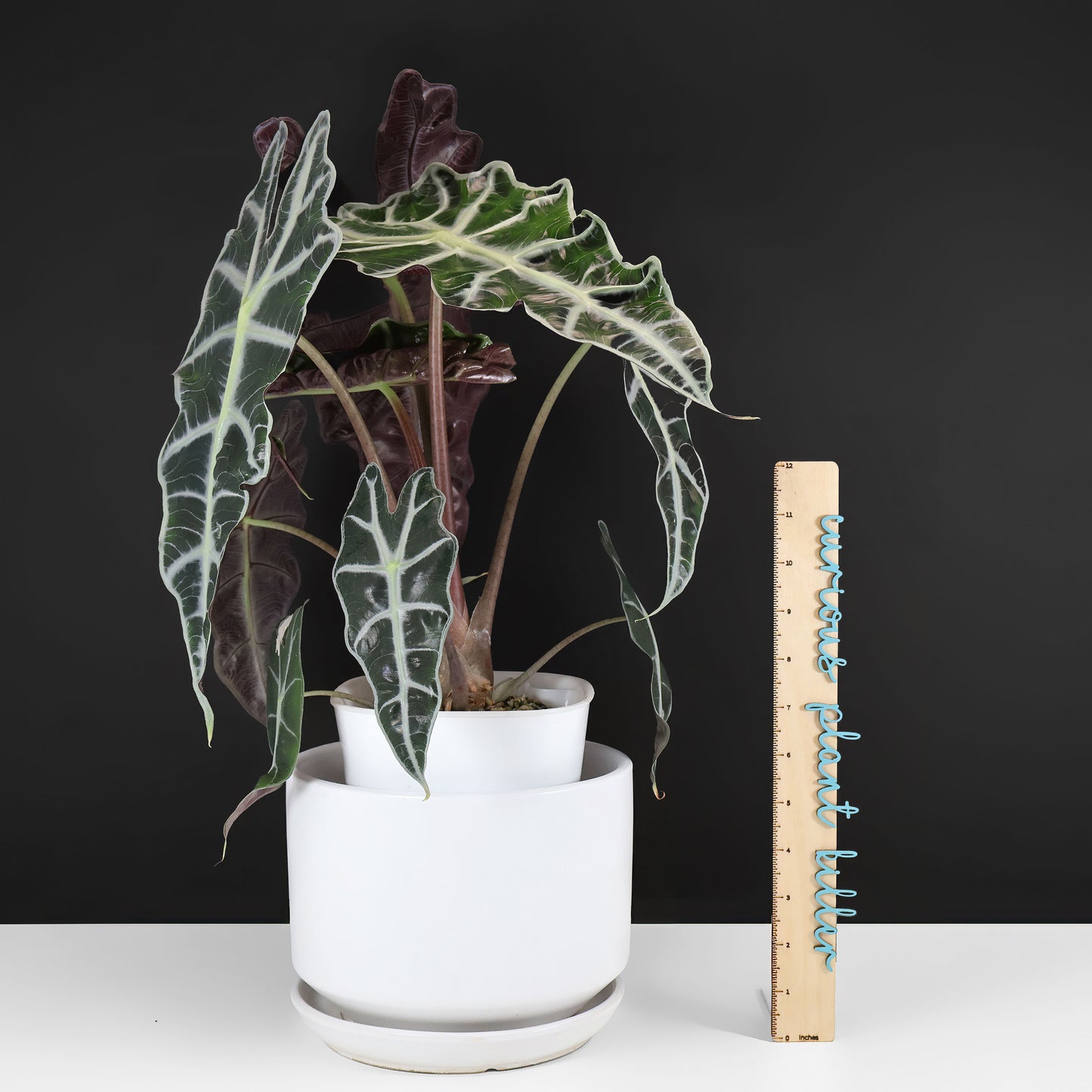 Alocasia Amazonica Pink (REVERTED)