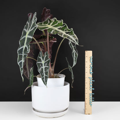 Alocasia Amazonica Pink (REVERTED)