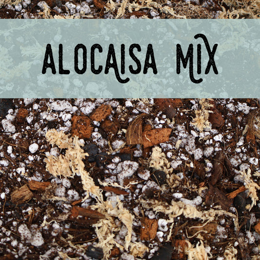 Mezcla de alocasia