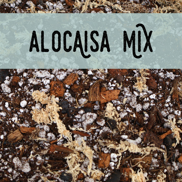 Mezcla de alocasia