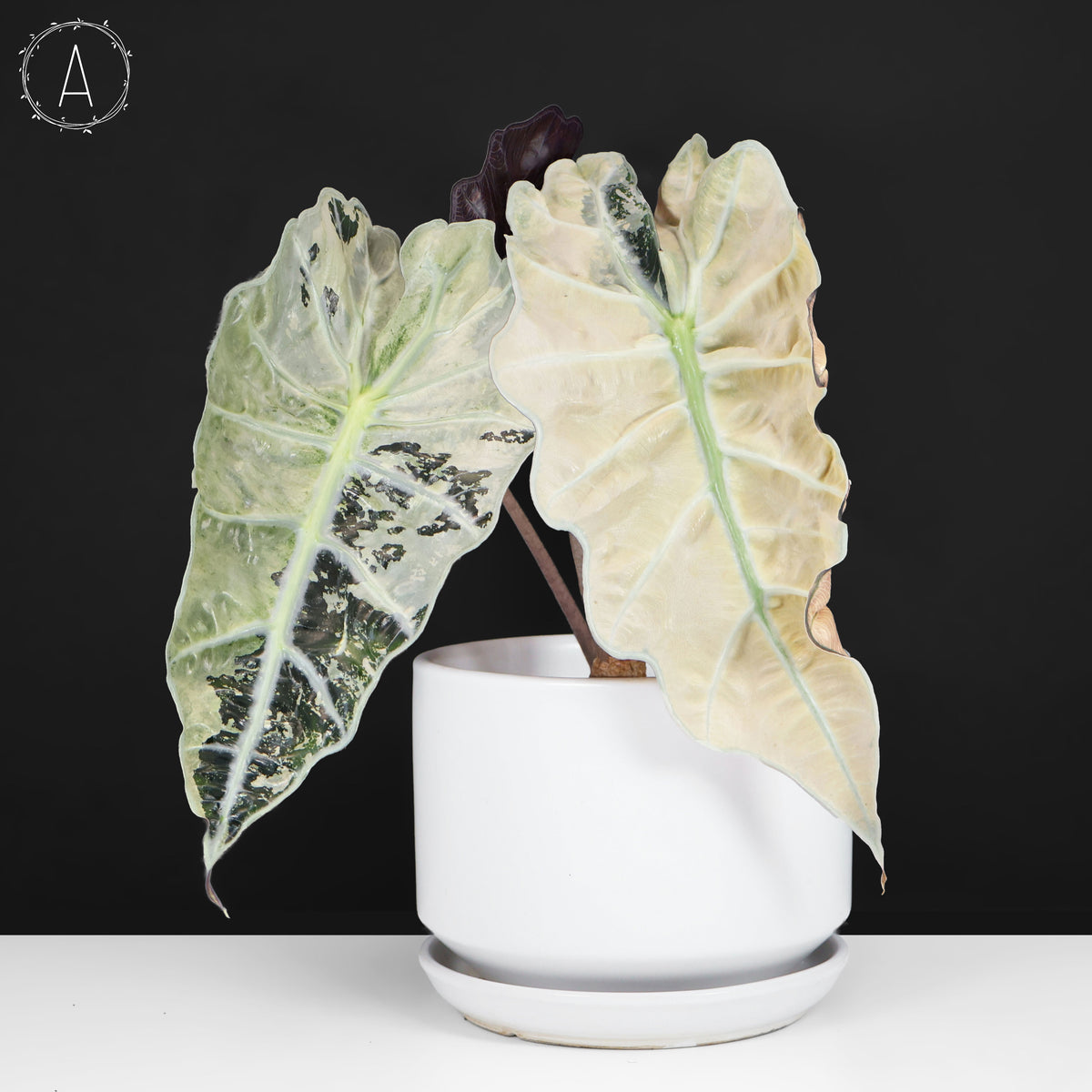 Alocasia Polly Pink (Corm-Grown)