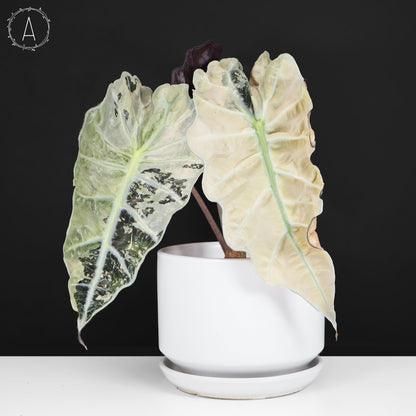 Alocasia Polly Pink (Corm-Grown)