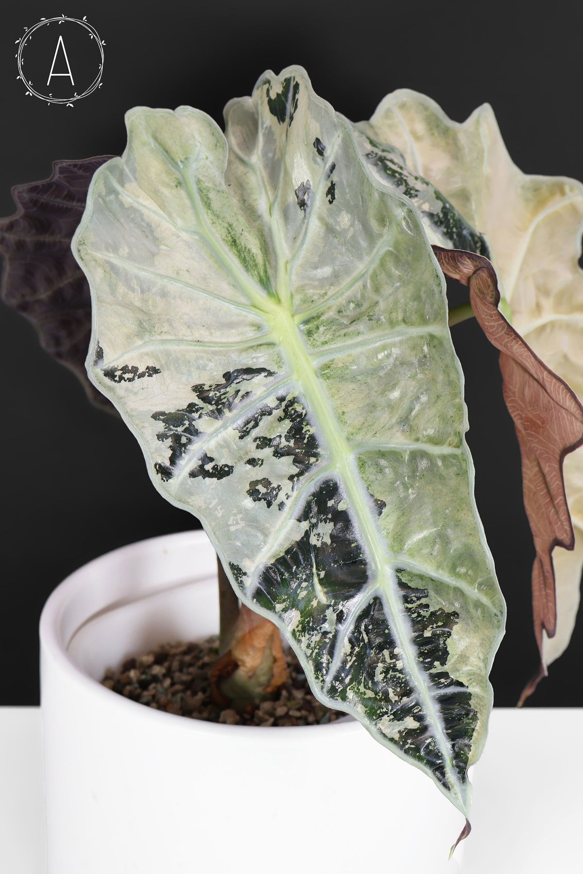 Alocasia Polly Pink (Corm-Grown)
