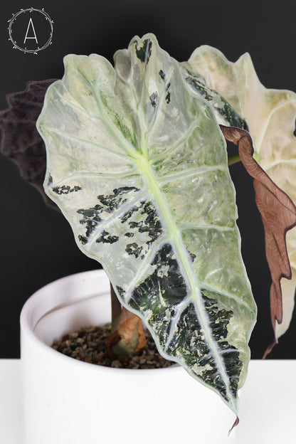 Alocasia Polly Pink (Corm-Grown)