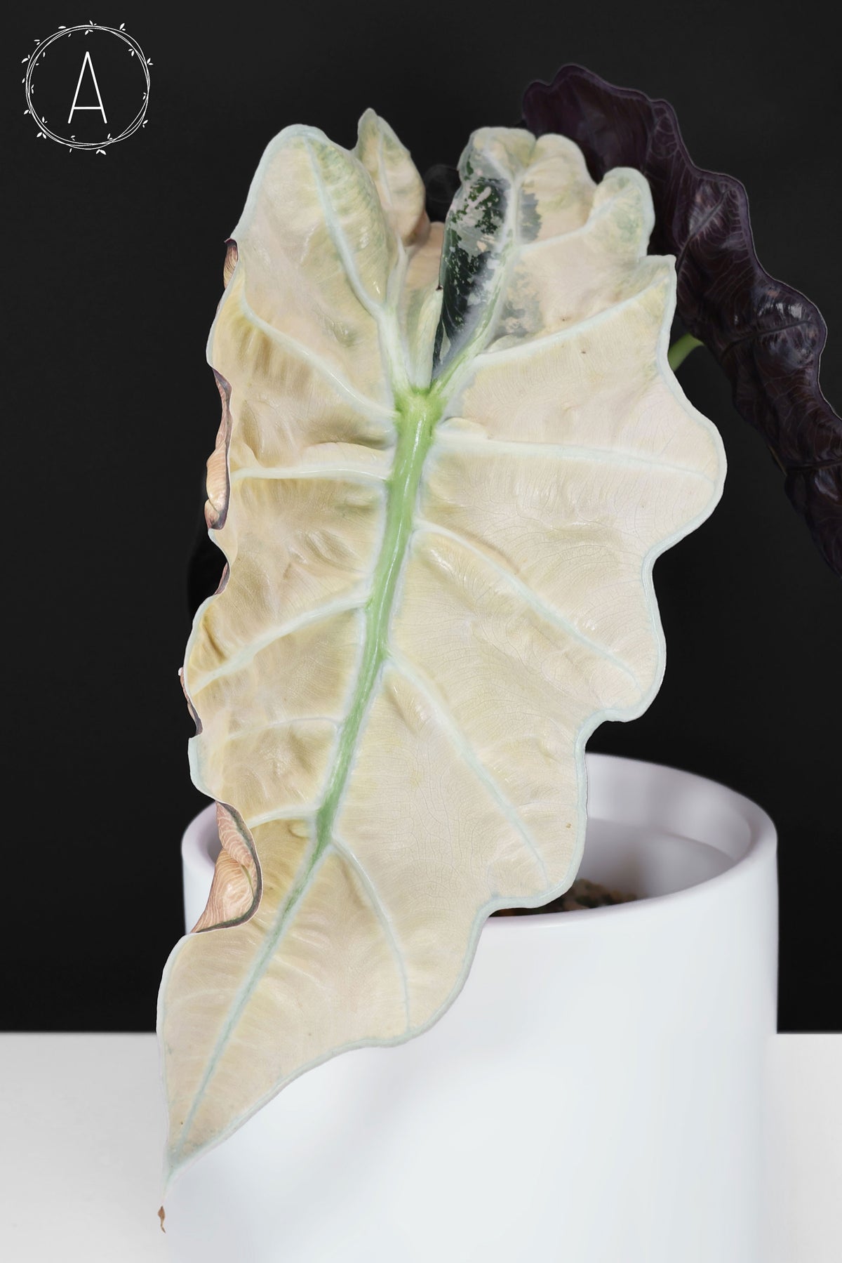 Alocasia Polly Pink (Corm-Grown)