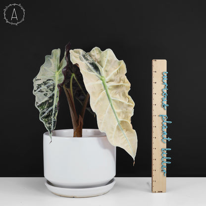 Alocasia Polly Pink (Corm-Grown)