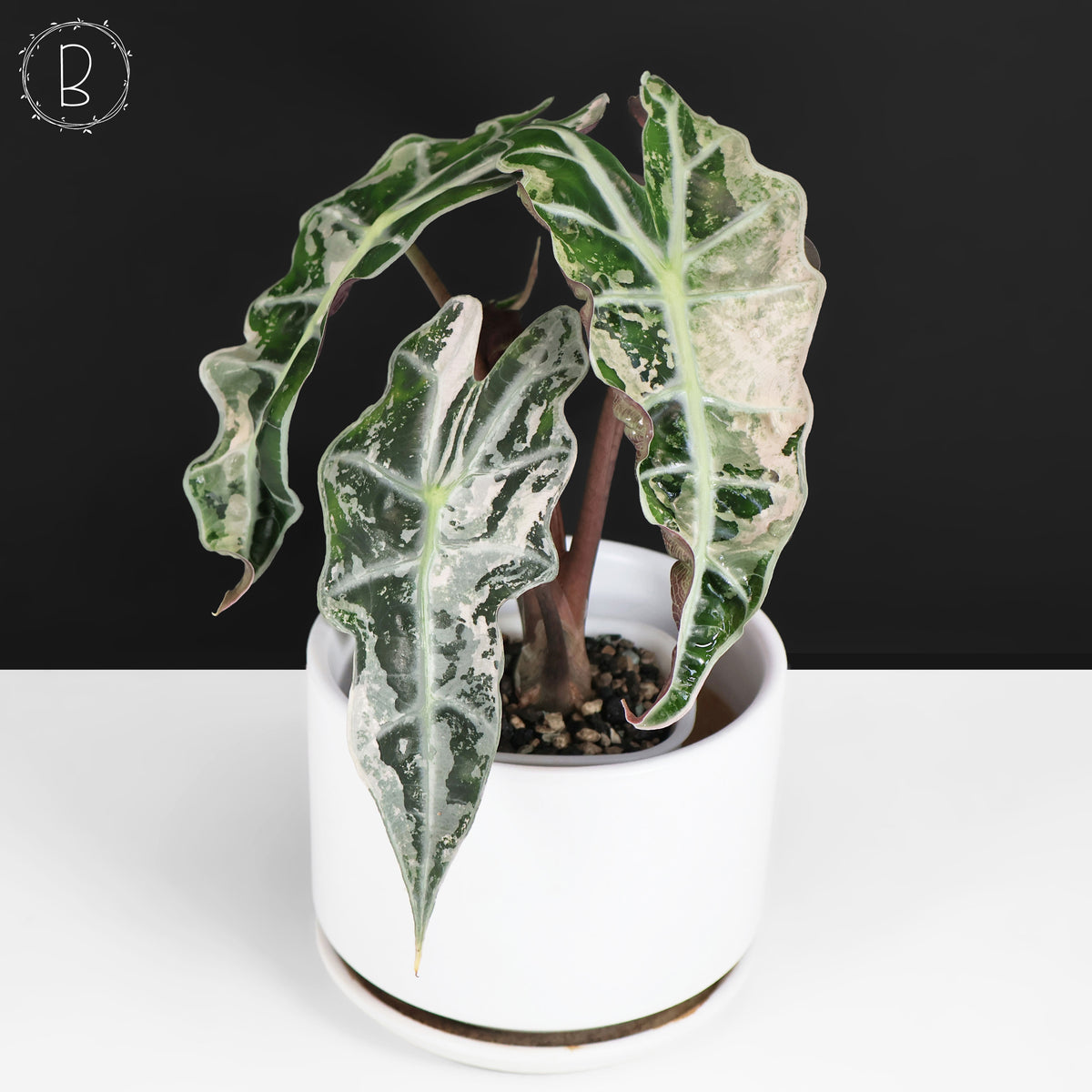Alocasia Polly Pink (Corm-Grown)