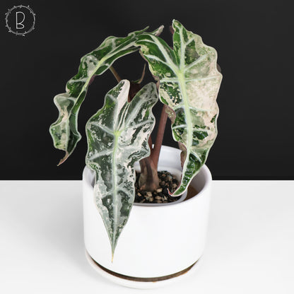 Alocasia Polly Pink (Corm-Grown)