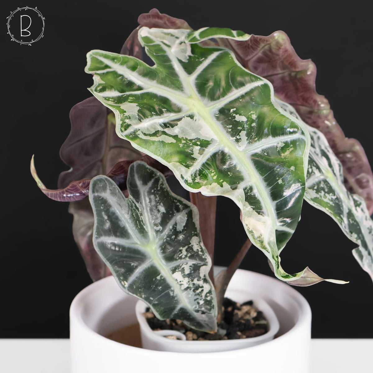 Alocasia Polly Pink (Corm-Grown)