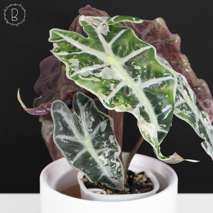 Alocasia Polly Pink (Corm-Grown)