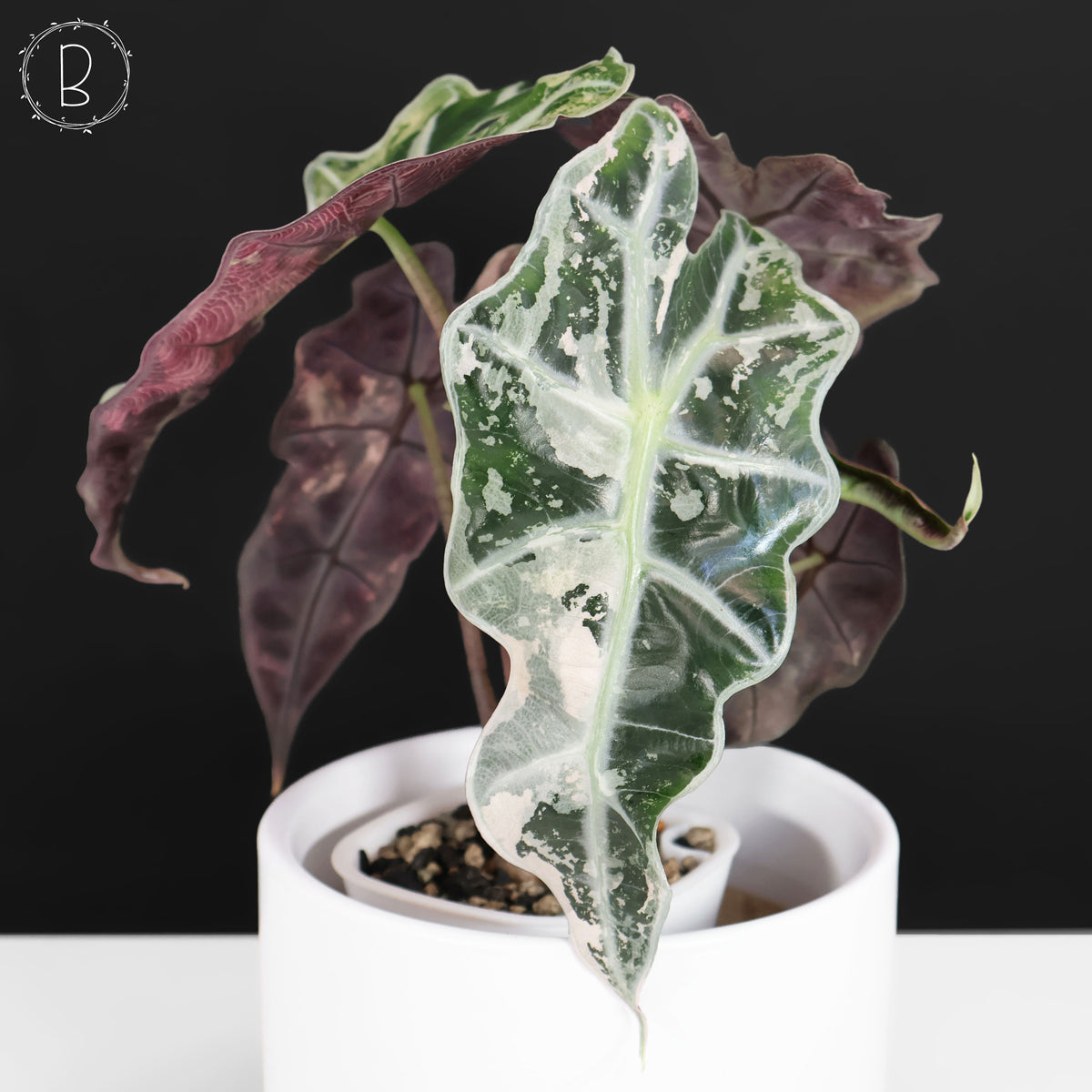 Alocasia Polly Pink (Corm-Grown)