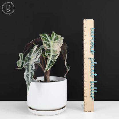 Alocasia Polly Pink (Corm-Grown)