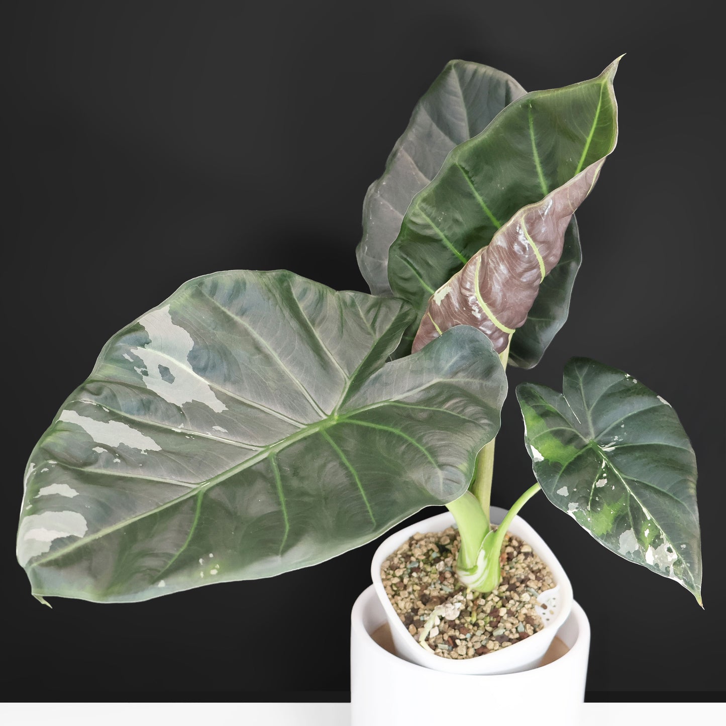 Alocasia Regal Shield Albo