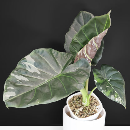 Alocasia Regal Shield Albo