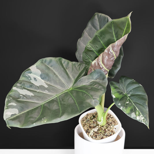 Alocasia Regal Shield Albo