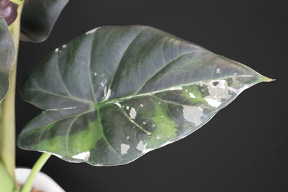 Alocasia Regal Shield Albo
