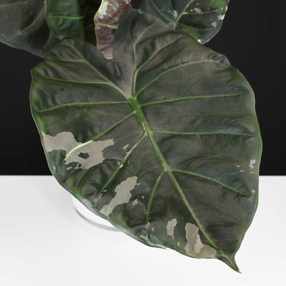 Alocasia Regal Shield Albo
