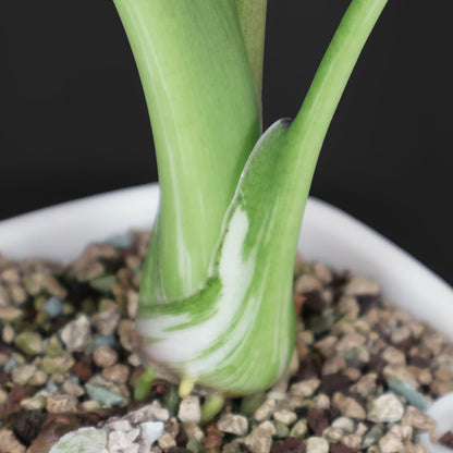Alocasia Regal Shield Albo