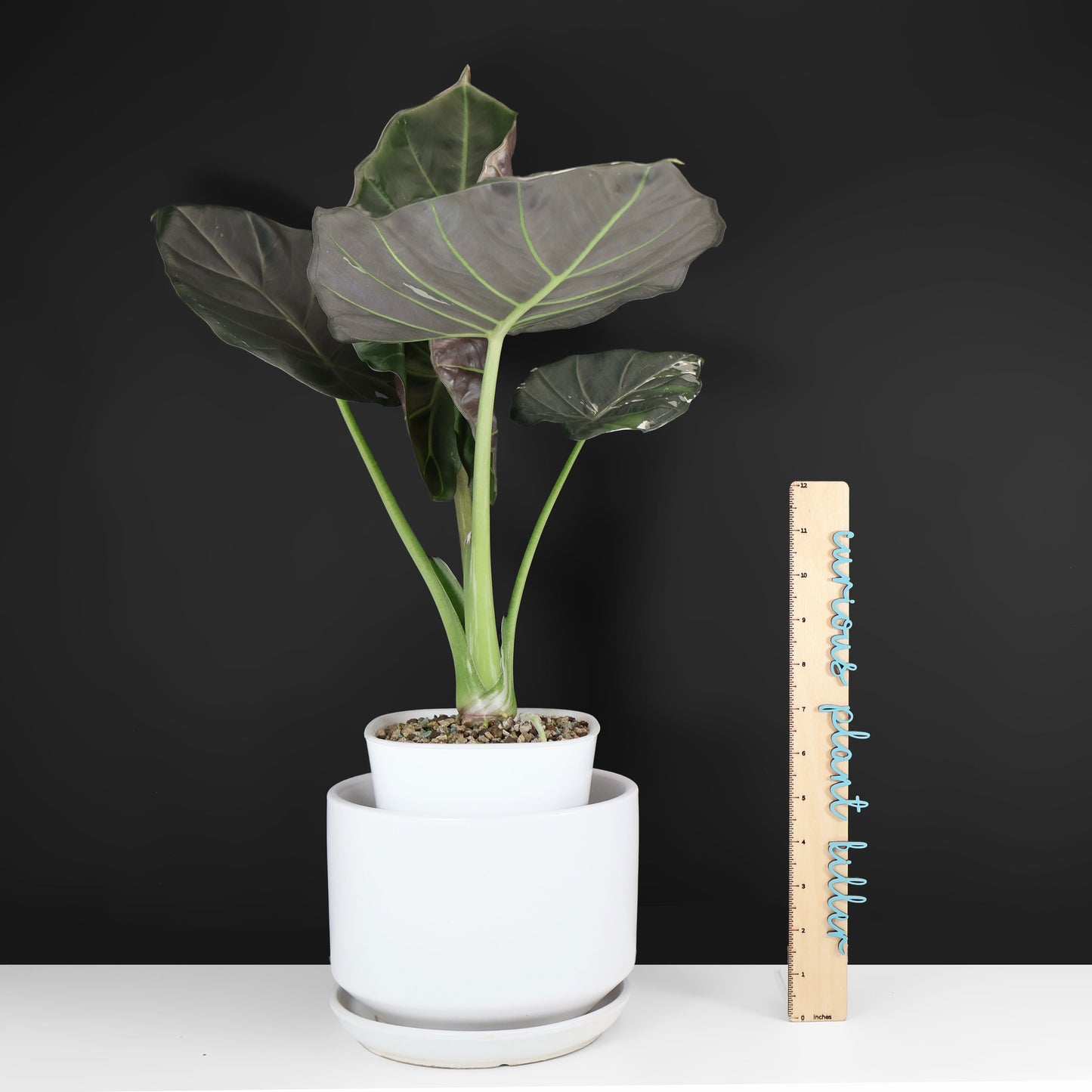 Alocasia Regal Shield Albo