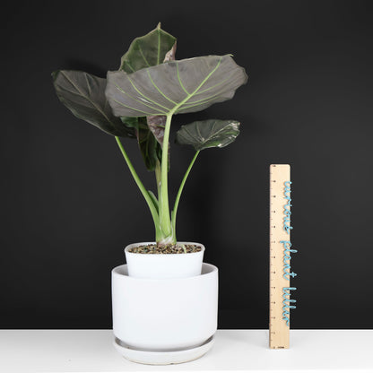 Alocasia Regal Shield Albo