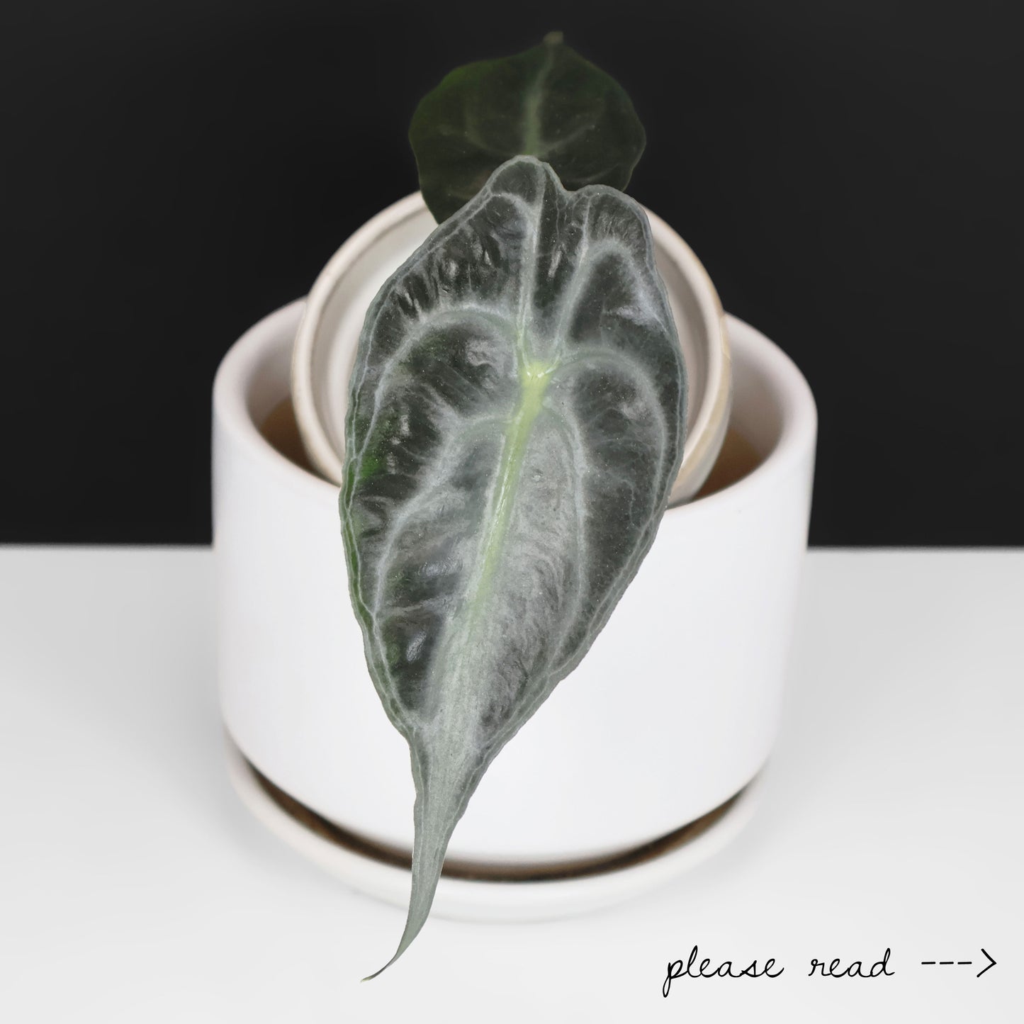 Alocasia Venom Aurea (REVERTED)
