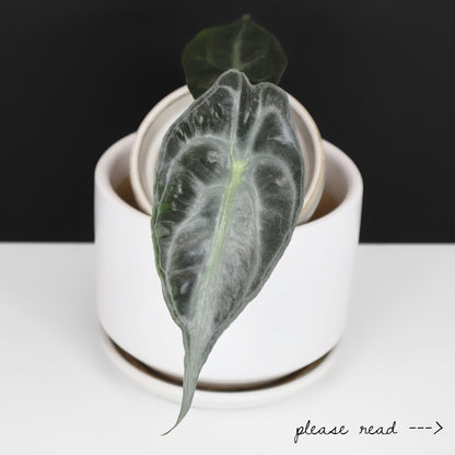 Alocasia Venom Aurea (REVERTED)