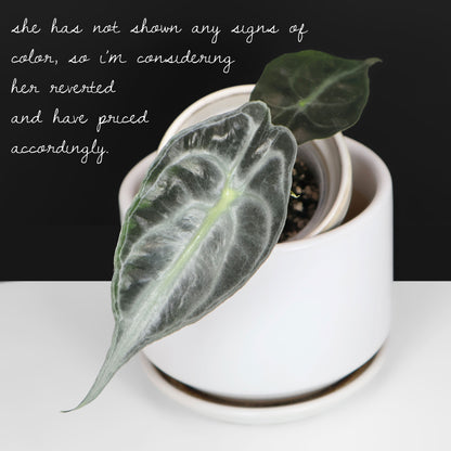Alocasia Venom Aurea (REVERTED)