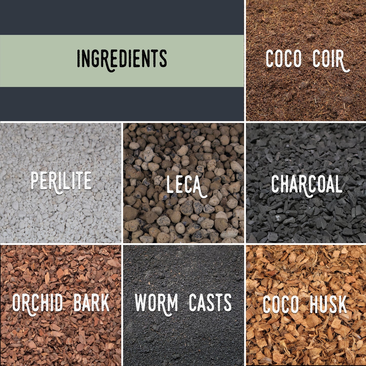 Mélange d'anthuriums