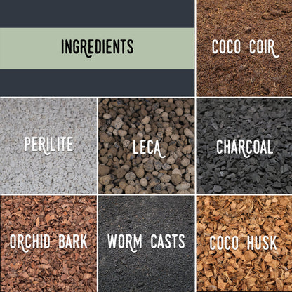 Mélange d'anthuriums