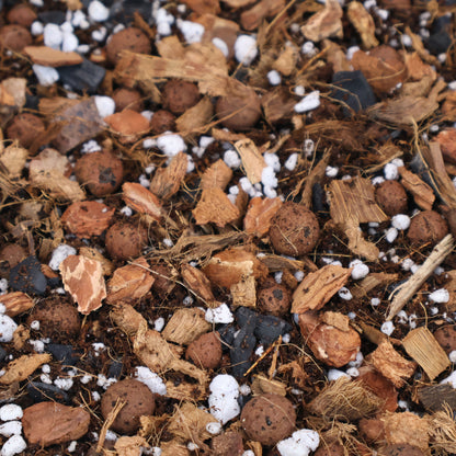 Mélange d'anthuriums