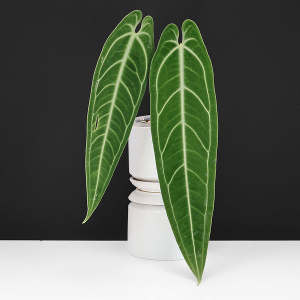 Anthurium Warocqueanum