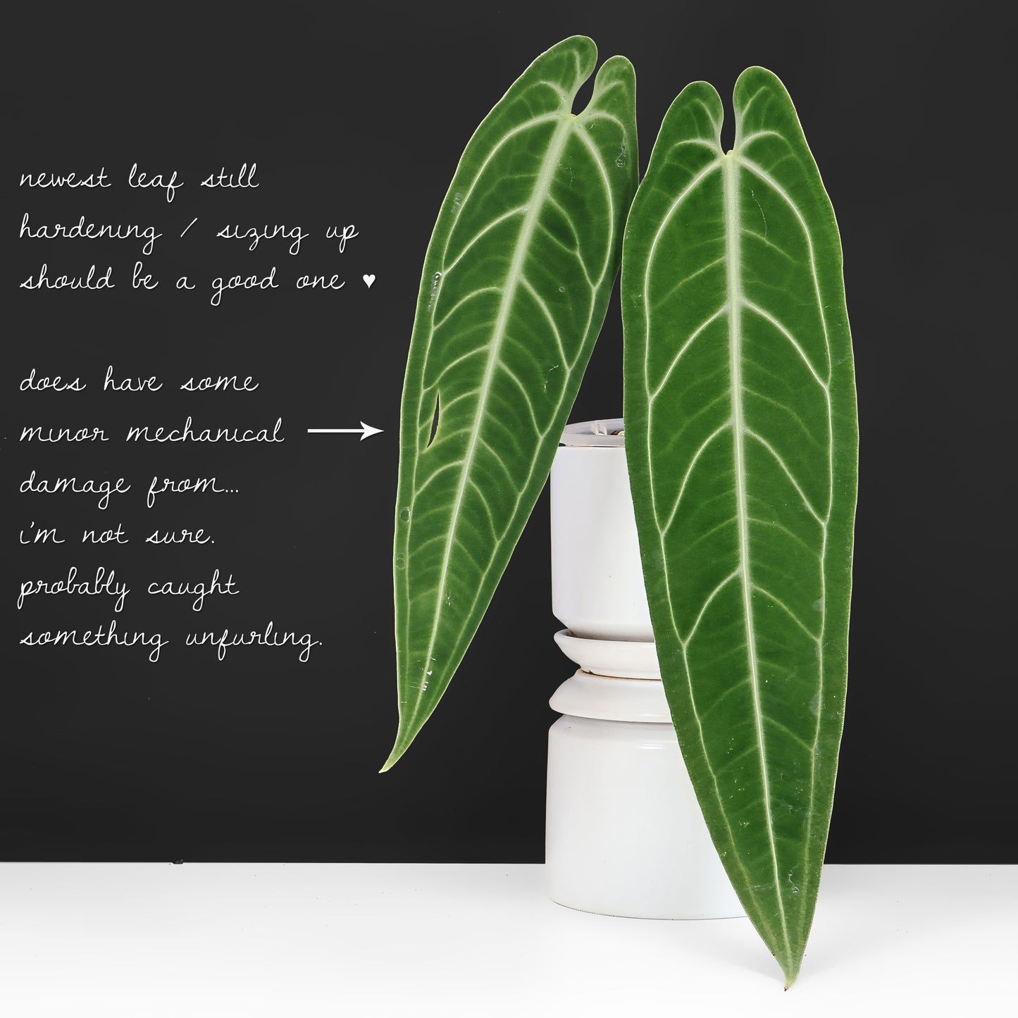 Anthurium Warocqueanum