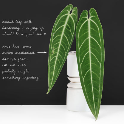 Anthurium Warocqueanum