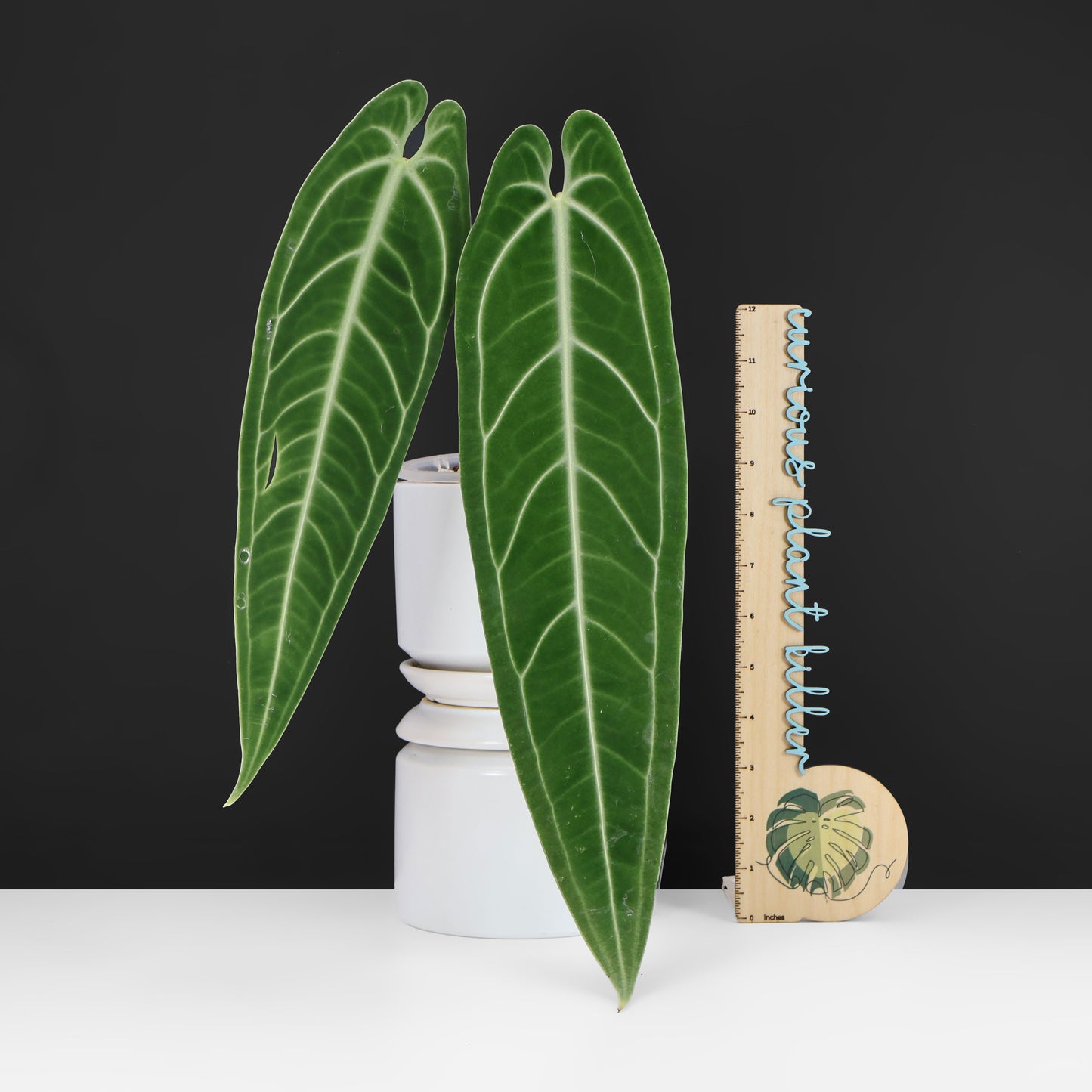 Anthurium Warocqueanum