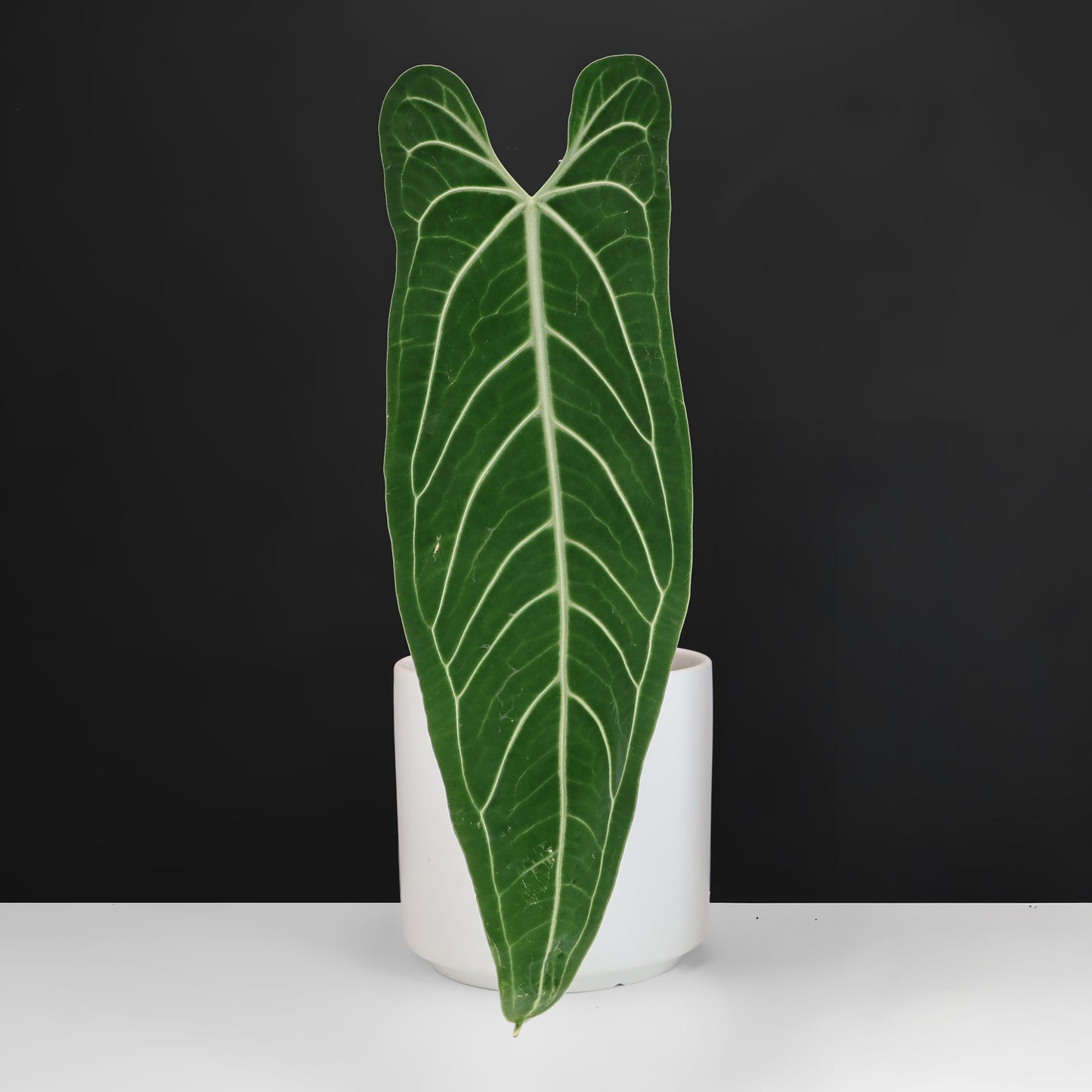 Anthurium Warocqueanum