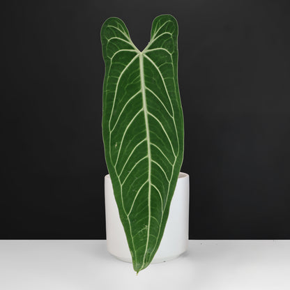 Anthurium Warocqueanum