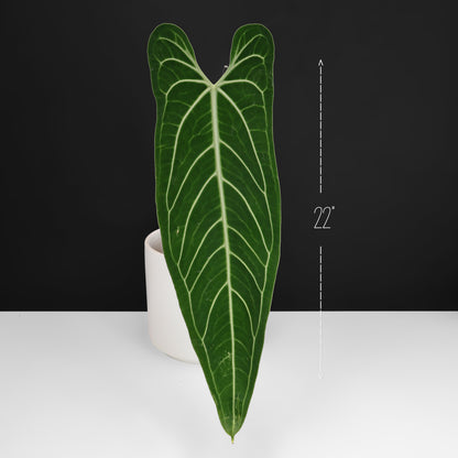 Anthurium Warocqueanum