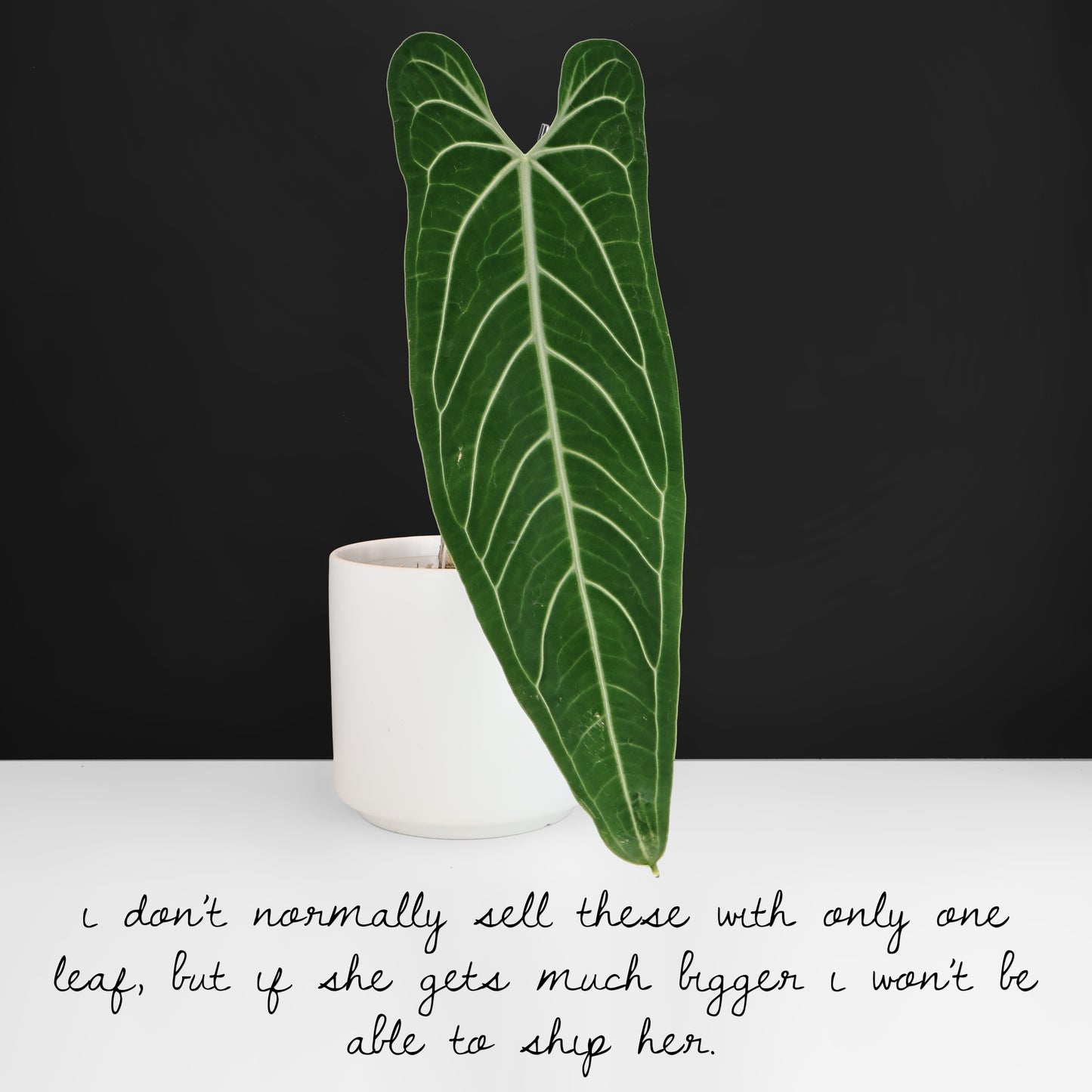 Anthurium Warocqueanum