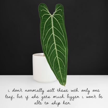 Anthurium Warocqueanum