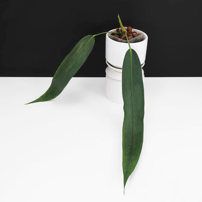 Anthurium Wendlingeri