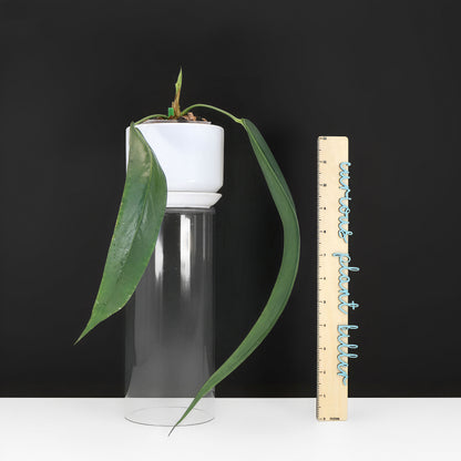 Anthurium Wendlingeri