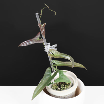 Dioscorea sp. Platinum