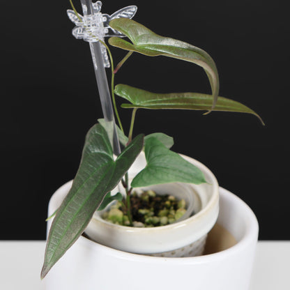 Dioscorea sp. Platinum