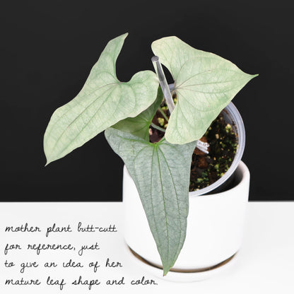 Dioscorea sp. Platinum